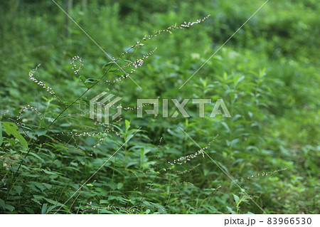 日本全土で見ることのできる、淡紅色の小さな花、ヌスビトハギ 83966530