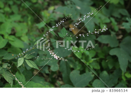 日本全土で見ることのできる、淡紅色の小さな花、ヌスビトハギ 83966534