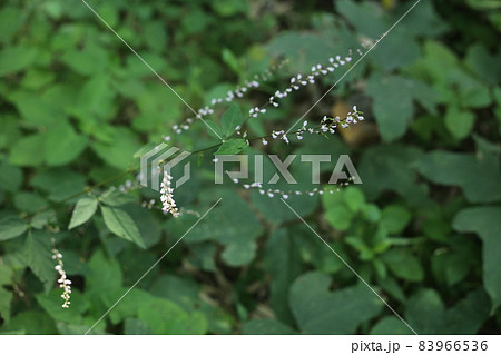 日本全土で見ることのできる、淡紅色の小さな花、ヌスビトハギ 83966536