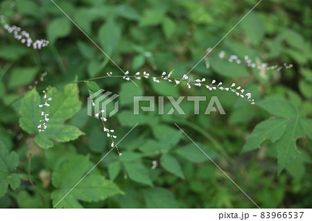 日本全土で見ることのできる、淡紅色の小さな花、ヌスビトハギ 83966537