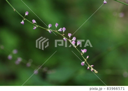 日本全土で見ることのできる、淡紅色の小さな花、ヌスビトハギ 日本全土で見ることのできる、淡紅色の小さな花、ヌスビトハギ 83966571