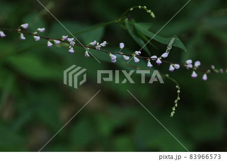 日本全土で見ることのできる、淡紅色の小さな花、ヌスビトハギ 日本全土で見ることのできる、淡紅色の小さな花、ヌスビトハギ 83966573