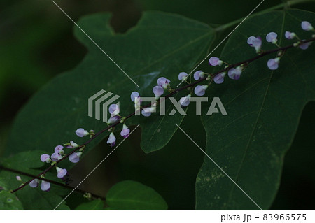 日本全土で見ることのできる、淡紅色の小さな花、ヌスビトハギ 83966575