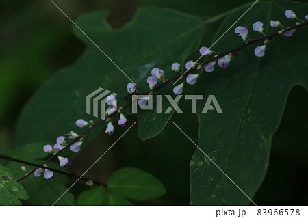 日本全土で見ることのできる、淡紅色の小さな花、ヌスビトハギ 83966578
