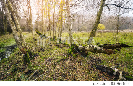 Picture of a forest in autumn. 83966613