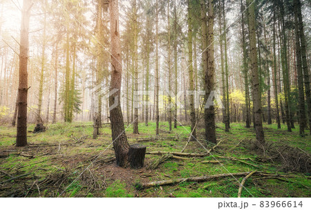 Picture of a deep woods in autumn. Picture of a deep woods in autumn. 83966614