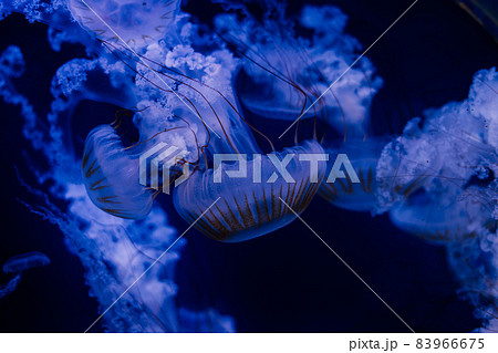 Group of light blue jellyfish swiming in aquarium 83966675
