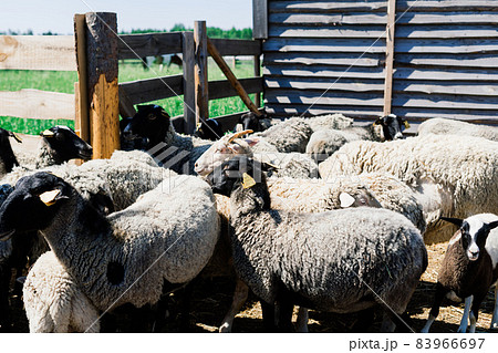 Group of funny sheeps. Portrait of sheep on the farm. Group of funny sheeps. Portrait of sheep on the farm. 83966697
