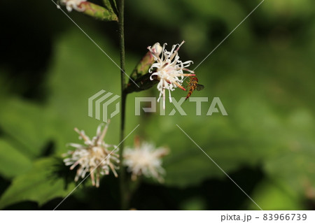 林の中で秋に咲く白い花、コウヤボウキ 83966739