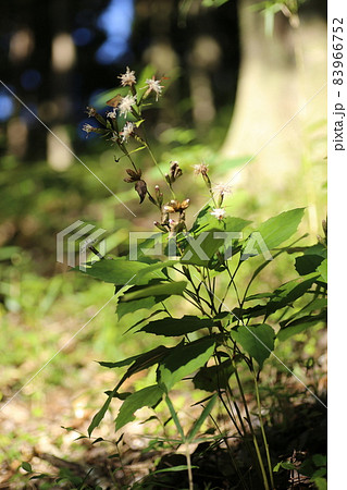 林の中で秋に咲く白い花、コウヤボウキ 83966752