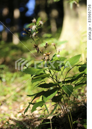 林の中で秋に咲く白い花、コウヤボウキ 林の中で秋に咲く白い花、コウヤボウキ 83966756