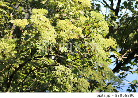 秋にクリーム色の花を咲かすハリギリの花 秋にクリーム色の花を咲かすハリギリの花 83966890