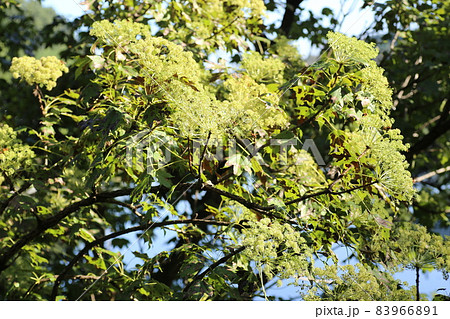 秋にクリーム色の花を咲かすハリギリの花 秋にクリーム色の花を咲かすハリギリの花 83966891