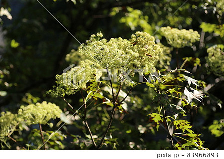 秋にクリーム色の花を咲かすハリギリの花 83966893