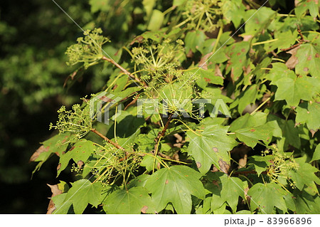 秋にクリーム色の花を咲かすハリギリの花 83966896