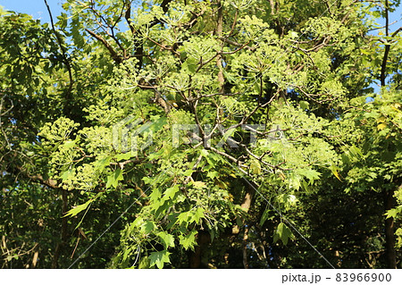 秋にクリーム色の花を咲かすハリギリの花 秋にクリーム色の花を咲かすハリギリの花 83966900