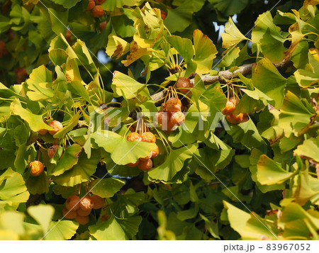 たわわに実ったギンナン(イチョウの実) たわわに実ったギンナン(イチョウの実) 83967052