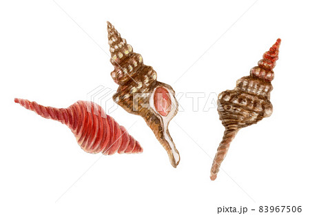 コナガニシの手描き水彩画 83967506