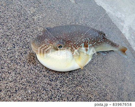 割と型の良いショウサイフグが釣れました 割と型の良いショウサイフグが釣れました 83967658