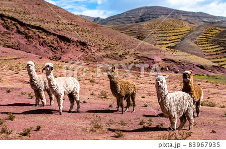 Alpacas at Palccoyo rainbow mountains in Peru 83967935