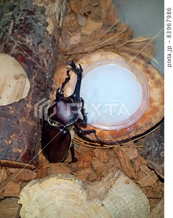 高級ゼリーによじ登るカブトムシ. 83967986