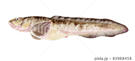 タナカゲンゲの手描き水彩画 83968458