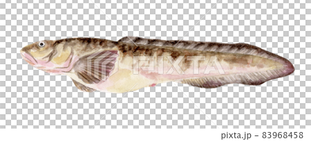 タナカゲンゲの手描き水彩画 83968458