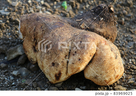 やまといも　銀杏の葉のような芋 83969025