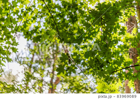maple tree leaves sunny summer background with natural bokeh blur maple tree leaves sunny summer background with natural bokeh blur 83969089