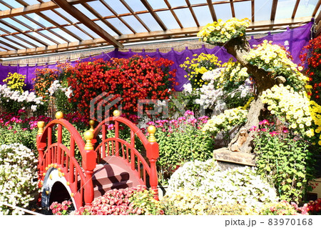 亀戸天神菊まつり　2021　東京都江東区亀戸3丁目6-1　 83970168