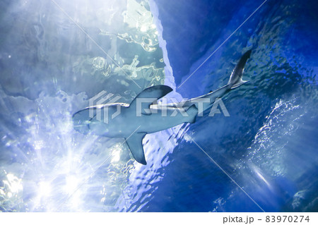 Underwater blue background with sunbeams and big shark swiming in large sea water aquarium in Oceanarium. Tourism, holidays and leisure concept. Underwater blue background with sunbeams and big shark swiming in large sea water aquarium in Oceanarium. Tourism, holidays and leisure concept. 83970274