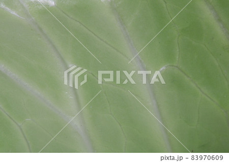 キャベツの葉っぱのアップ キャベツの葉っぱのアップ 83970609