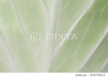 キャベツの葉っぱのアップ キャベツの葉っぱのアップ 83970622