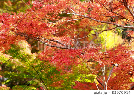 定福寺の紅葉 83970914