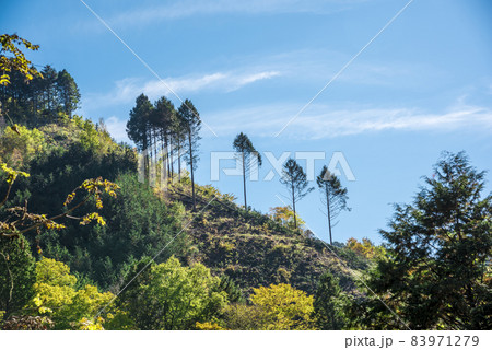《長野県》木曽町　山林 83971279