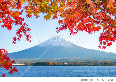 山梨県河口湖からの富士山と紅葉 83971378