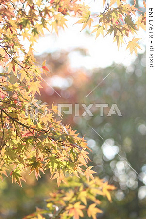 モミジの紅葉 83971394