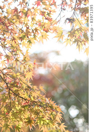 モミジの紅葉 モミジの紅葉 83971395