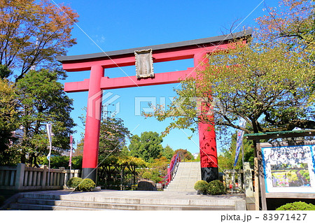 亀戸天神菊まつり　2021　東京都江東区亀戸3丁目6-1　 83971427