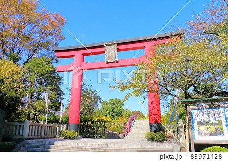 亀戸天神菊まつり　2021　東京都江東区亀戸3丁目6-1　 83971428