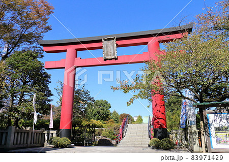 亀戸天神菊まつり　2021　東京都江東区亀戸3丁目6-1　 83971429