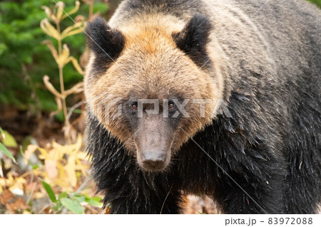 知床のヒグマ 83972088