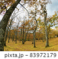 紅葉した森の中 83972179