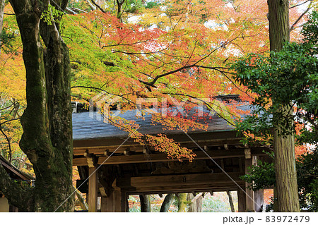 有馬温泉〜瑞宝寺町公園 紅葉 有馬温泉〜瑞宝寺町公園 紅葉 83972479