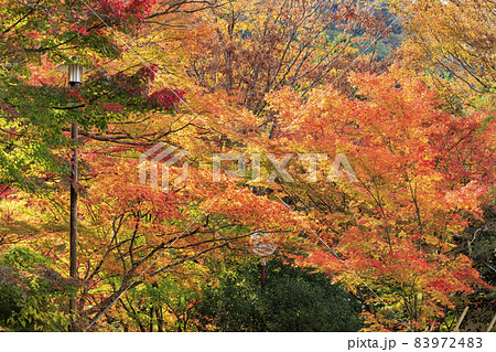 有馬温泉〜瑞宝寺町公園 紅葉 有馬温泉〜瑞宝寺町公園 紅葉 83972483