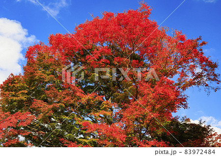 有馬温泉〜瑞宝寺町公園　紅葉 83972484