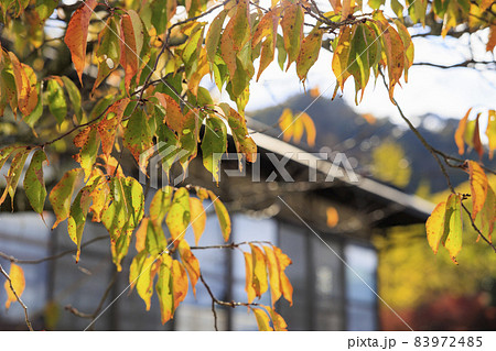 有馬温泉〜瑞宝寺町公園 紅葉 有馬温泉〜瑞宝寺町公園 紅葉 83972485