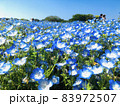 ネモフィラと快晴の絶景 83972507