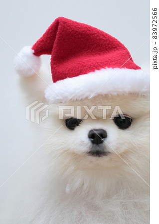 サンタクロースの帽子を被ったポメラニアン 83972566