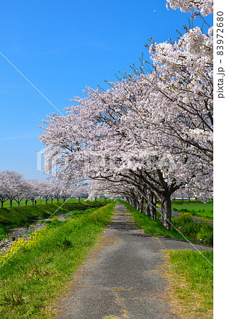 桜景 草場川 桜景 草場川 83972680